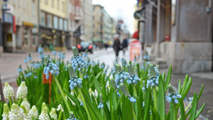 Stora Robertsgatan ska bli en grön gata. Blombutik på stpra Robertsgatan