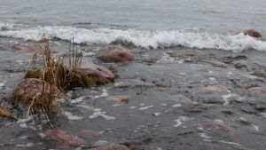 Vattnet längs våra stränder verkar ha blivit klarare, noterar Kim Jaatinen Havsvatten vid Kopparnäs i Ingå.
