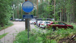 En vardag i början av augusti är det också många bilar på parkeringsplatsen, men några lediga platser finns. Parkeringsplats med många bilar och en skylt med texten "Liesjärvi kansallispuisto"