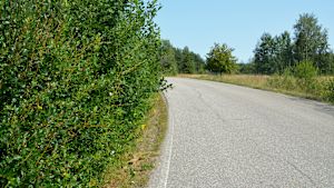 Sikten är mycket dålig i flera kurvor. En väg med mycket sly kring vägrenen.