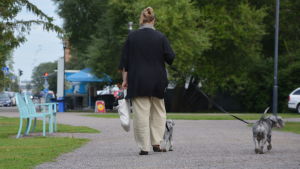 Hundar och grannfejder är känsliga och svåra ärenden att medla, men inte omöjliga. Man kan till exempel upprätta så kallade beteendeavtal där bägge parterna binder sig till att "bete sig" då man råkar ses. En kvinna är ute och går med sina två småa terrier-hundar i en park, fotad bakifrån.