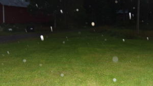 I mitten av september är det mörkt om morgnarna i Smedsede i Tenala. Klockan är 7.30 och det regnar. mörk gårdsplan, regndroppar som mera liknar snöflingor på grund av kamerablixten.
