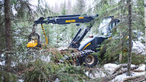 En skogsmaskin i arbete. En traktorliknande skogsmaskin står inne i en skog.