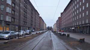 Staden har redan fällt tiotals lindar. Det är meningen att de nya lindarna ska vara 6-7 meter höga när de planteras. Flera lindar har fällts på Mechelingatan.