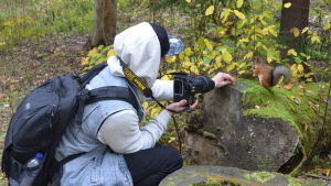 Mums, vad gott med nötter! Det tycker ekorren och poserar villigt framför Joachim Munthers kamera. Fotograf med kamera ger nötter åt en ekorre.