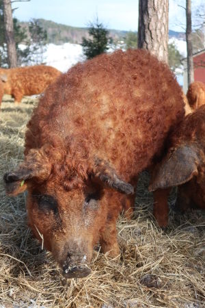 Mangalica grisarna har varit nära att utrotas, men räddades och finns nu till och med på Kimitoön. En brunröd ullig gris står ute i halmen i vinterväder