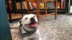 Ifall det är okej med din arbetsplats kan du ta med hunden till jobbet. Hunden Djingis är stamkund i den skandinaviska bokhandeln i Fuengirola