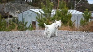 Hamnhunden Nappi inväntar nya båtgäster. Hunden Nappi vänder huvudet mot kameran medan den är på väg längs med grusvägen mot båthamnen i Baggö Marina.