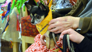 Chihuahuan Tico sitter lugn kvar i famn som famn. Chihuahuan Tico fungerar som Kennelklubbens kompishund.
