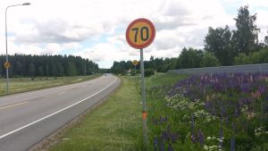 En välklippt vägren ger bilisterna mera tid att reagera på älgar. vägkant med blomster