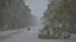 Träd har fallit över vägar och på elledningar i Manila. Träd har fallit på vägen i skyfall i Manila.