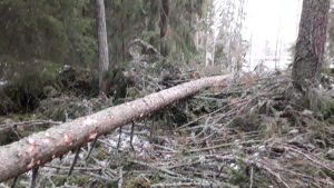 Vasas skogshuggare reder upp vindfällen nära höghusen i Sunnanvik i Vasa Vasa stad skogshuggare reder upp vindfällen i Sunnanvik.