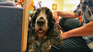 Hundar är de vanligaste kompisdjuren. En hund sitter och tittar in i kameran. Hunden är av rasen cockerspaniel.