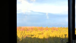 Skogslandskapet utanför fabriksfönstret lyses upp av vintersolen. Utsikt över skogslandskap från fönster i fjärde våningen på fyrans fabrik på Fermions fabriksområde i Hangö.