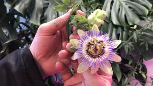 Det är så varmt i anläggningen att Sampo Tukiainen kan odla Passionsblommor. passionsblomma