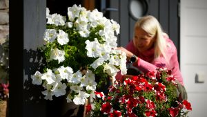 Nu har hon äntligen tid att pyssla i trädgården. Kaisa rensar vissnade petunior, sitter bakom de stora blommorna