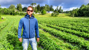 Peter Boije af Gennäs välkomnar alla till självplock i Illby. En man iklädd blå jacka står mitt i ett jordgubbsland.