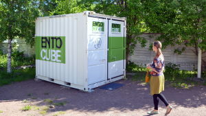 I containern råder rätt klimat för hussyrsorna, plus 30 grader och en luftfuktighet på 60 procent. Kontainer på gård för insektodling.
