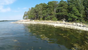 Vitsjälksmöjan förekommer vanligtvis i mellan- och ytterskärgården. Arten verkar på senare tid har minskat i utbredning. Minskningen kan bero på växtalger som i sin tur gynnas av övergödning. Vitsjälksmöjan förekommer vanligtvis i mellan- och ytterskärgården. Arten verkar på senare tid har minskat i utbredning. Minskningen kan bero på påväxtalger som i sin tur gynnas av övergödning.