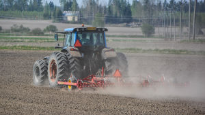 Nu harvas åkrarna för fulla muggar. Kristoffer Nilssons granne i sin traktor