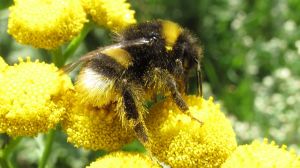 Humlan så gott som badar i pollen.På andra håll i Europa och Nordamerika har uppvärmningen minskat antalet humlor så häftigt att man kan prata om en massutrotning. Humla