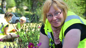 Helena Boström-Mäkelä arbetar på parksektionen i Hangö. En bild på en kvinna som planterar blommor i en park. Hon ler och har på sig en reflexväst. I bakgrunden syns flera personer som jobbar för parkavdelningen och som planterar