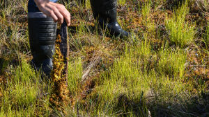 Med hjälp av en träpinne som stuvas ner i mossen kan man konstatera att bron ligger ca 30 cm under marken. Esa Huttunen skuffar pinne i kärret