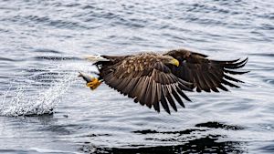 Havsörnen äter främst fisk. Havsörn fångar en fisk ur vattnet.