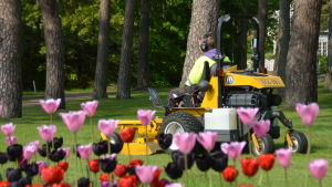 Arkivbild. En ung man kör omkring på en gräsklippare i en park. I förgrunden syns färggranna tulpaner.