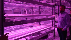 Renne Sänisalmi seisoo monikerrosviljelytelineen vieressä.