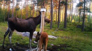 Framför jaktkameran finns en saltsten, älgarna och vitsvanshjortarna slickar i sig mineraler från stenen. Älgkalv och älgko vid saltsten i Ingå