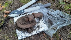 Hästar begravdes ofta med skorna på. Här syns en fot. En hästsko med tillhörande hästben