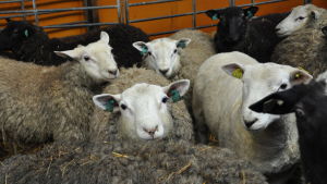 Fåren på Westankärr gård föds upp för köttproduktion och därför är ullen mindre lämplig för garn. Rasen är en blandning av Texel och Finsk lantras. Åtta får i sin hage inomhus.