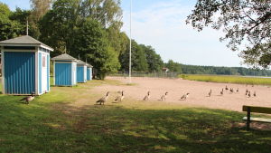 Arkivbild från Plagen i Lovisa. Kanadagäss går på Plagen (badstranden i Lovisa).