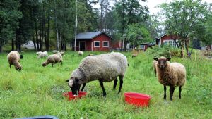 Emmi Nurmi arrenderar cirka 300 hektar naturbetesmarker runtom i Snappertuna och bidrar till att hålla kulturlandskapet i skick. Får och lamm på Bovik gård i Snappertuna, Raseborg.