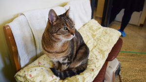 Jessica är den största linslusen av Pirkko Soncks katter och poserar gärna för kameran. kattkafe i Vik, katten Jessica