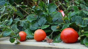 Tomaterna växer och en del tomater är redan stora och röda. självodlade röda körsbärstomater