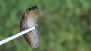 Den spanska skogssnigeln har en ljus undersida. snigel med ljus undersida