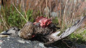 Havsörnen utgör ett av de största hoten mot ejdern. En bild på ett fågelkadaver. Fågeln är en ejder och ligger på ett berg. I bakgrunden syns gräs.