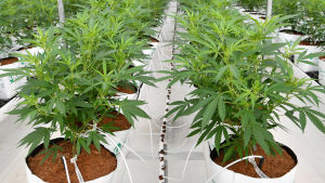 Försäljning av cannabis kommer fortsättningsvis att vara förbjudet i hela Australien, förutom för medicinskt bruk. Cannabisplantor odlade inomhus.