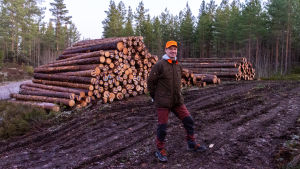 Ove Simosas är revirinstruktör på Södra Skogsreviret i Borgå (arkivbild). Ove Simosas vid virkeshög.