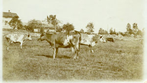 Korna skulle mjölkas och all mat beredas från grunden. Kor på bete. I bakgrunden boningshus och en stengärdsgård.Tidigt 1900-tal.