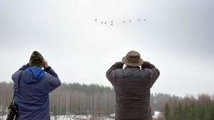 Roger Mortberg och Hans Lindholm tittar med kikare efter en flock svanar.