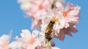 De flesta fruktträd utvecklar bättre och mera frukt om blommorna befruktas. Ett bi på körsbärslblommor i Dresden i Tyskland i december.