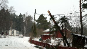 En stor tall föll över både vägen och elkablarna på Emsalövägen nära Varlaxudden. Träd som ligger över elledningar.
