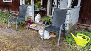 De turkiska Van-katterna trivs ute i vårvädret på Nickby gård. Gårdsmiljö med katter.