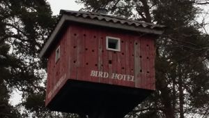 Välkommen till Svartås största hotell och Nordens största fågelholk. En väldigt stor rödmålad holk med många hål för fåglar att flyga in i. Står "Bird hotel" på huset som är högt upp i ett träd.