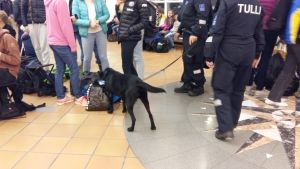 Så här kan det se ut när en tullhund arbetar. Narkotikahund går runt bland väskor och passagerare i Åbo hamnterminal.