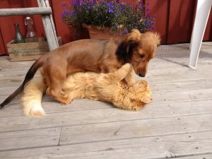 Familjen Heikkilä består också av hundvalpen Penny och katten Pikku. En hund och en katt som leker med varandra