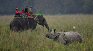 Turister rider på en elefant i Pobitora Wildlife Sanctuary i Indien. Elefanter har alltid varit våra vänner, i alla fall i större utsträckning än de aggressiva noshörningarna. Tourists ride on elephants as they go on the first trip of the tourist season at the Pobitora Wildlife Sanctuary, about 50 km from Guwahati city, India, 02 November 2013. The Assam Forest Department has reopened Pobitora Wildlife Sanctuary for tourists fr